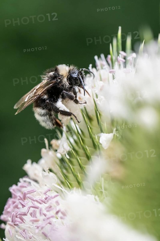 Shrill carder bee (Bombus sylvarum) on teasel (Dipsacus sylvestris), Emsland, Lower Saxony, Germany, Europe