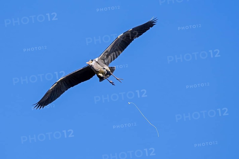 Flying grey heron (Ardea cinerea) pooping, defecating in mid-flight against blue sky