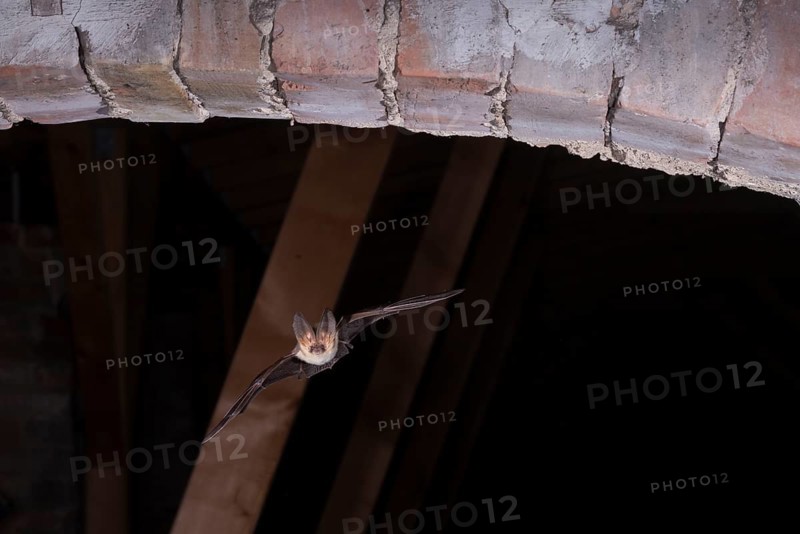 Brown long-eared bat (Plecotus auritus) in flight from its summer quarters, Brandenburg, Germany, Europe