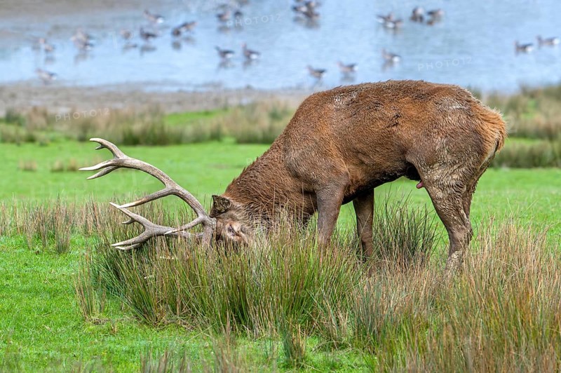 Rutting red deer (Cervus elaphus) stag in grassland rubbing big antlers in tall grass and vegetation during the rut in autumn, fall