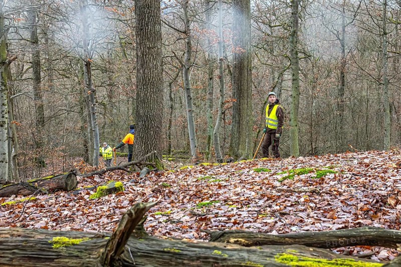 Driven hunt, party hunt in Schönbuch near Böblingen. Drivers in protective clothing drive the game out of the forest, Baden-Württemberg, Germany, Europe