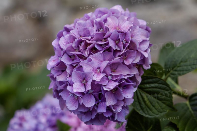 Hydrangea, hydrangea, hydrangea blossom, Brittany, France, Europe