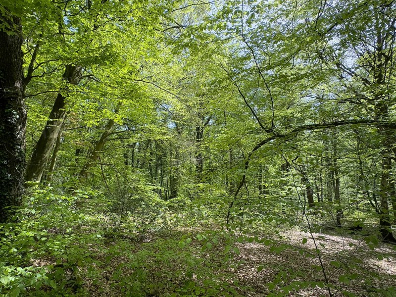 Beech forest beeches (Fagus) trees deciduous trees sprout leaves in green mixed deciduous forest in May spring, Kirchheller Heide, Kirchhellen, North Rhine-Westphalia, Germany, Europe