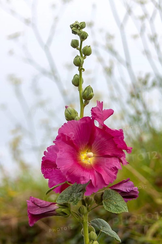Common hollyhock (Alcea), Brittany, France, Europe