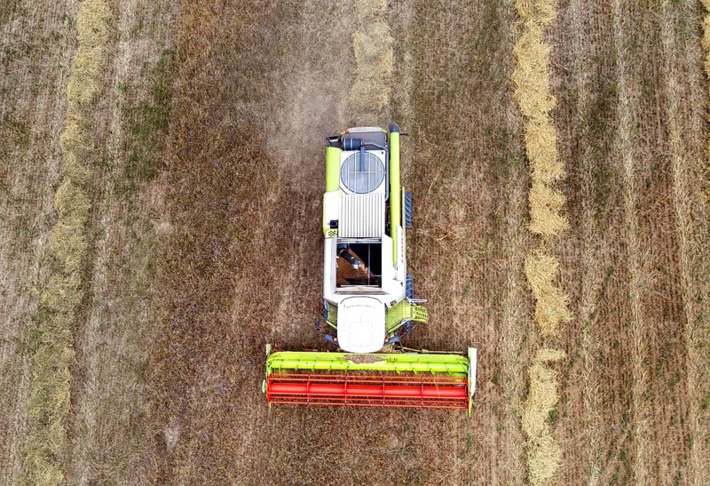 Aerial view of combine harvester harvesting grain on an organic farm, Müncheberg, 28/07/2020