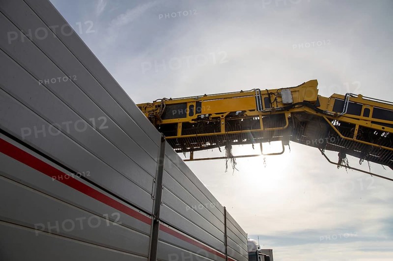 Palatinate: A loading mouse loads the sugar beet ready for collection onto a lorry in a field near Mutterstadt. From there, they are driven to the sugar factory in Offstein