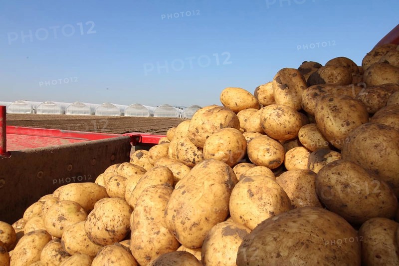 Farmer Hartmut Magin from Mutterstadt harvesting early potatoes in the Palatinate (Mutterstadt, Rhineland-Palatinate)