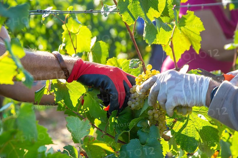 Hand-picking of Chardonnay grapes in the Palatinate in 2023 (Norbert Groß winery, Meckenheim) . The grapes are processed into Crémant