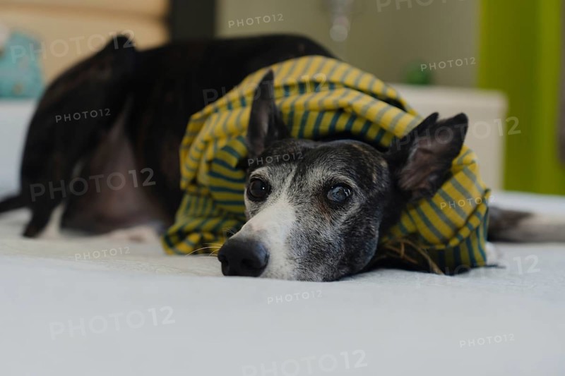 Portrait of a greyhound wearing a green scarf, lying on the bed and staring directly at the camera