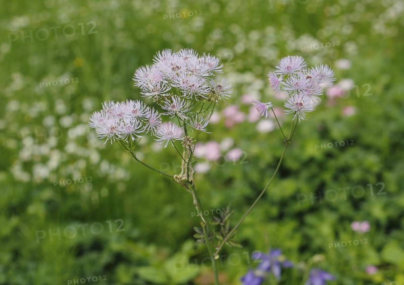 Greater meadow-rue (Thalictrum aquilegiifolium), North Rhine-Westphalia, Germany, Europe