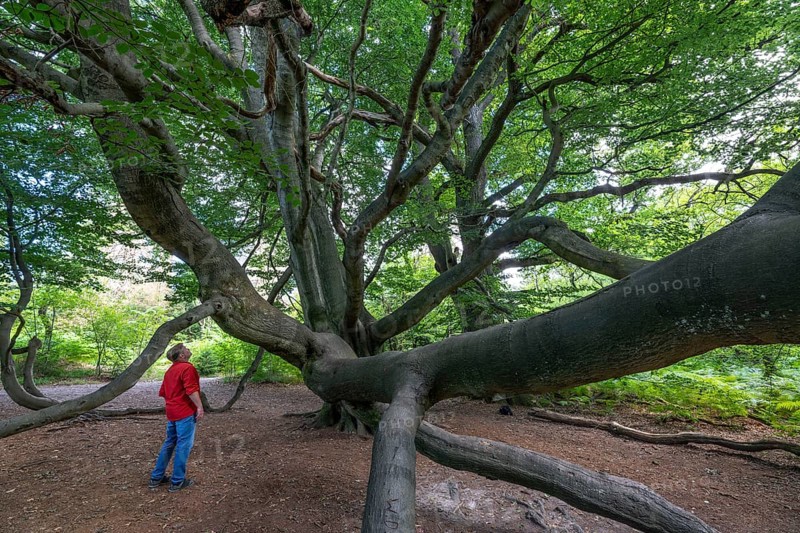 The Sababurg primeval forest, or primeval forest in the Reinhardswald, is a 95-hectare biotope under nature and landscape protection, with trees over 500 years old, hut trees, in the district of Kassel, Hesse, Germany, Europe