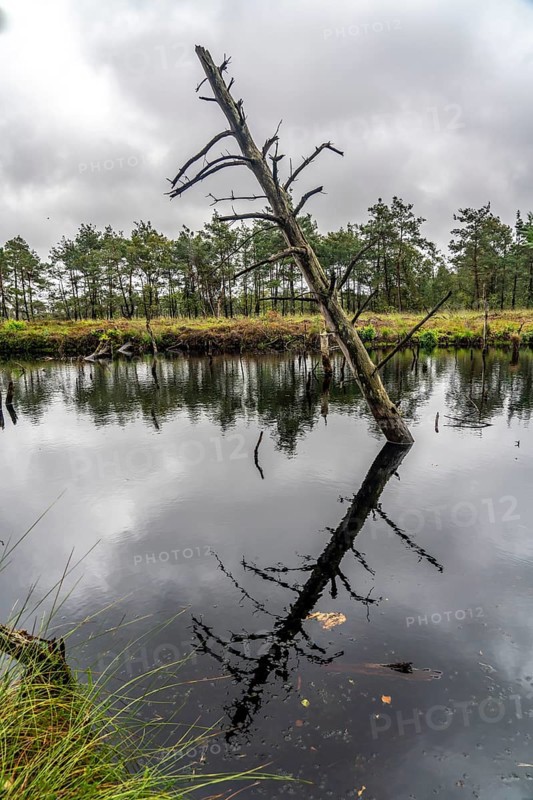 The Pietzmoor, raised bog in the Lüneburg Heath nature reserve, near Schneverdingen, Lower Saxony, Germany, Europe