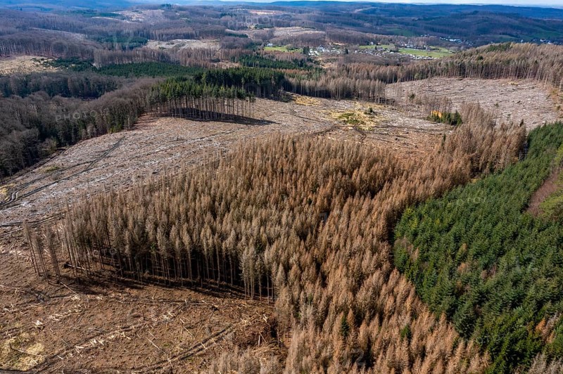 Area in the Arnsberg Forest near Warstein-Sichtigvor, district of Soest, area of a spruce forest that had died and was felled due to heavy bark beetle infestation, North Rhine-Westphalia, Germany, Europe