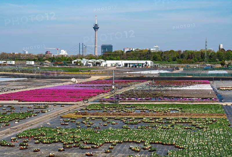 Nursery, plant breeding, ornamental plants grow in flower pots, outdoors, Düsseldorf-Volmerswerth, Germany, Europe