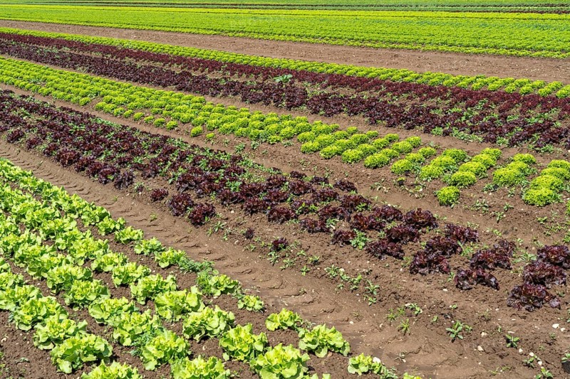 Agriculture, lettuce growing in a field, Lollo Bionda and Lollo Rossa, in long rows of plants, North Rhine-Westphalia, Germany, Europe