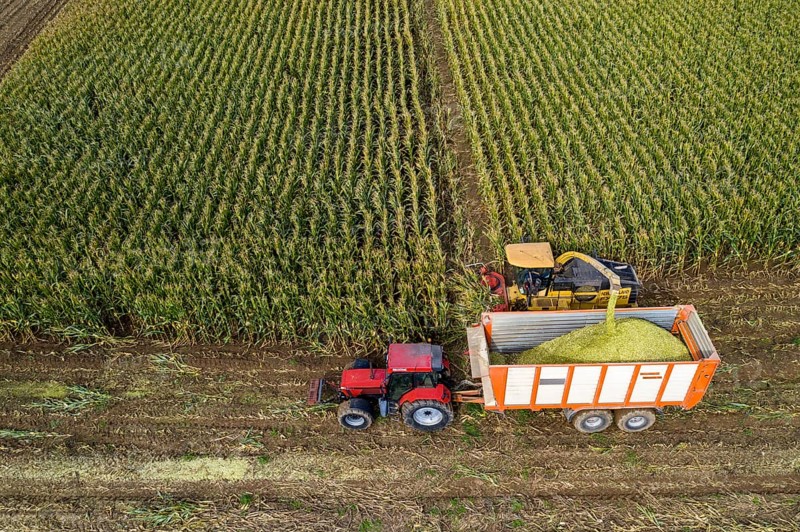 Maize harvest, combine harvester, chopper works its way through a maize field, the silage is pumped directly into a trailer, serves as cattle feed, Lower Rhine, Rees, North Rhine-Westphalia, Germany, Europe