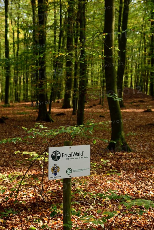 Europe, Germany, Lower Saxony, Stade district, cemetery forest in Neukloster Forst, burial in nature, Europe