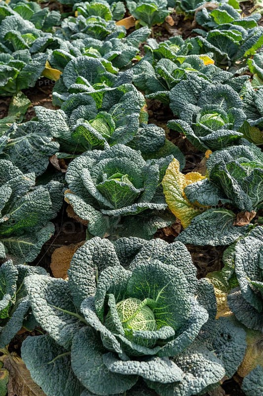 Agriculture, Savoy cabbage heads growing in a field