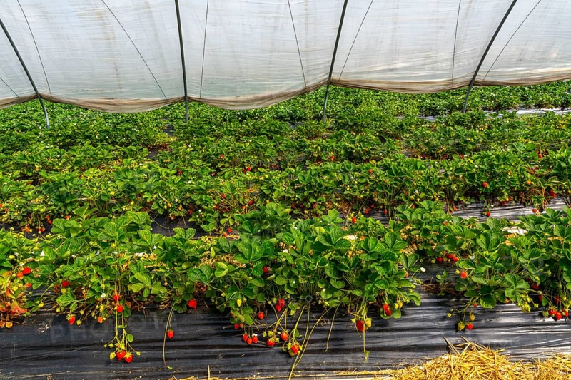 Harvest of strawberries, strawberry cultivation in the open, under a foil tunnel, young strawberry plants growing, in different stages of ripeness, near Dormagen, Rhineland, North Rhine-Westphalia, Germany, Europe