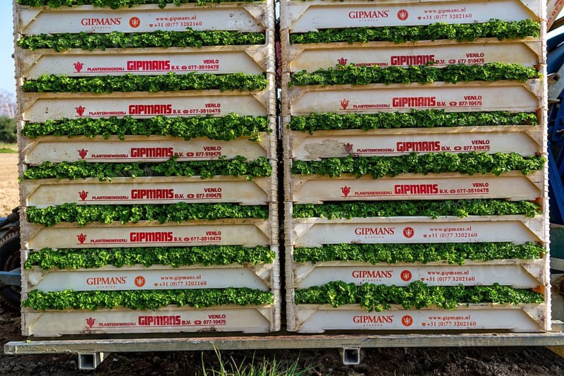 Agriculture, herb gardening, parsley plants, in a field, with a planting machine, in rows, planted, young plants in boxes