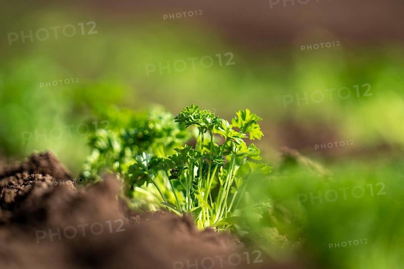 Agriculture, herb gardening, parsley plants, in a field, with a planting machine, planted in rows