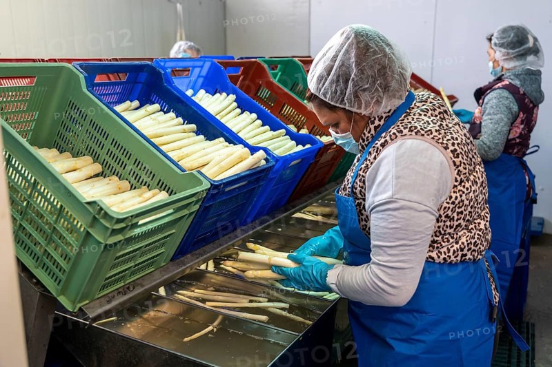 Asparagus farm, white asparagus is washed, cut and sorted by quality after harvesting, near Dormagen, Rhineland, North Rhine-Westphalia, Germany, Europe
