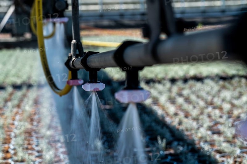 Horticultural business, irrigation with a sprinkler system, mobile on wheels in the open air, various types of potted plants grow here to be sold in flower shops, supermarkets, DIY stores, garden centres, North Rhine-Westphalia, Germany, Europe