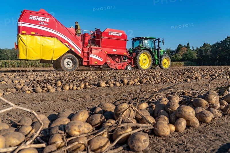 Potato harvesting, so-called split harvesting method, first the tubers are taken out of the ground with a row planter, then, after a short drying phase, collected with a bunker harvester and loaded, North Rhine-Westphalia, Germany, Europe