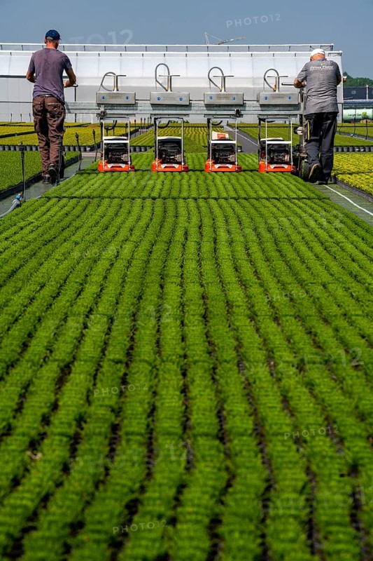 Horticultural business, broom heather plants, in flower pots, outdoors, Calluna vulgaris, are cut back to optimise the flowering behaviour, North Rhine-Westphalia, Germany, Europe