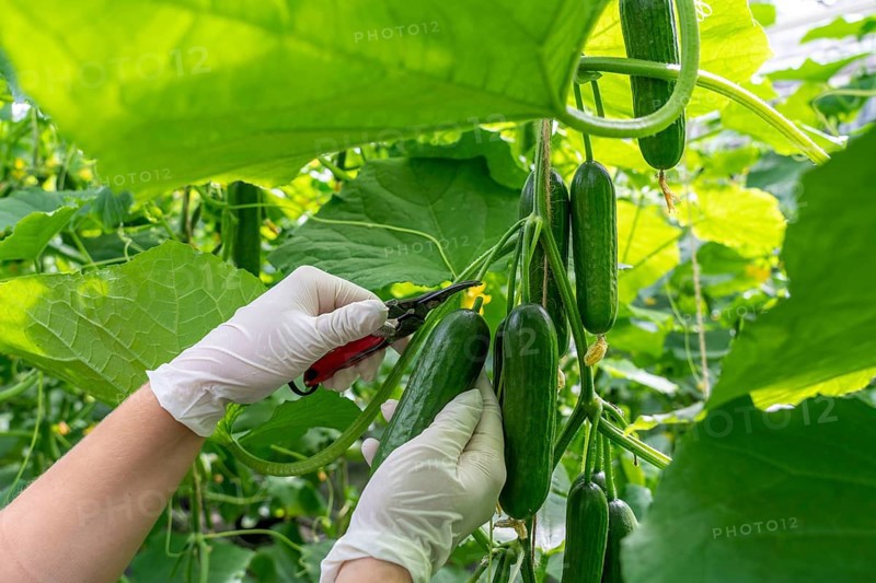 Cultivation of mini cucumbers, snack cucumbers, in a greenhouse, near Straelen, North Rhine-Westphalia, Germany, Harvesting of mini cucumbers, snack cucumbers, in a greenhouse, near Straelen, North Rhine-Westphalia, Germany, Europe