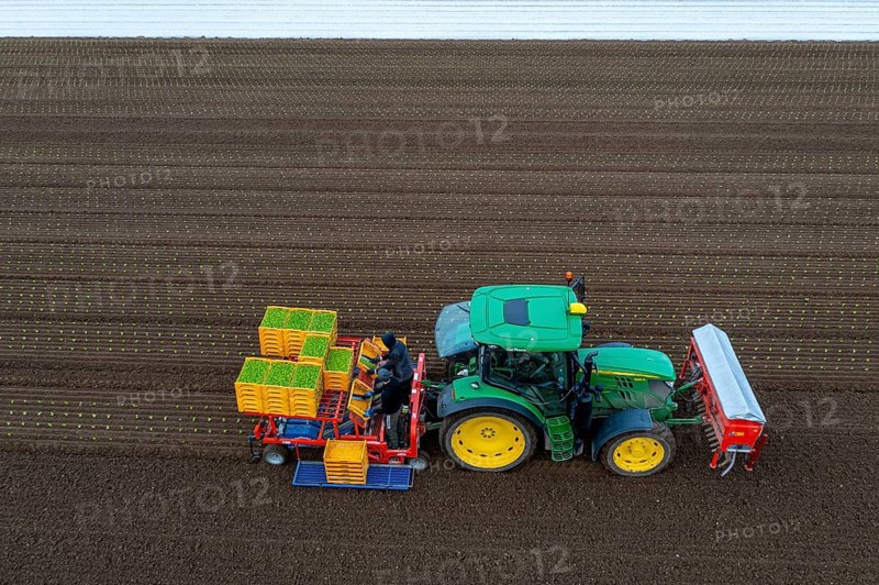 Lettuce plants are planted with a planting machine, Agriculture, Spring