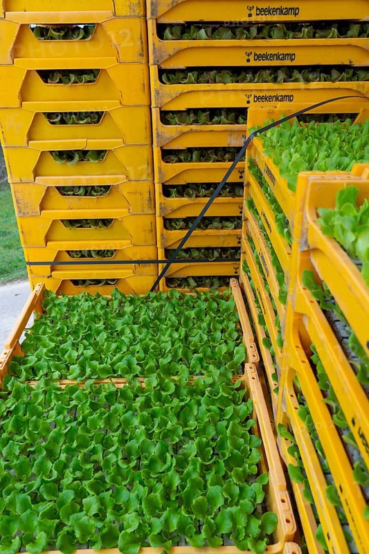 Lettuce plants, they are planted in a field with a planting machine, agriculture, spring