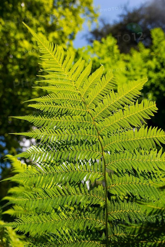 Nahaufnahme eines Farnblattes, das im Sonnenlicht leuchtet, Baumfarn (Dicksonia antarctica), Mata Nacional do Buçaco, National-Wald von Bussaco, Bucaco, Mealhada, Beira Litoral, Portugal, Europe
