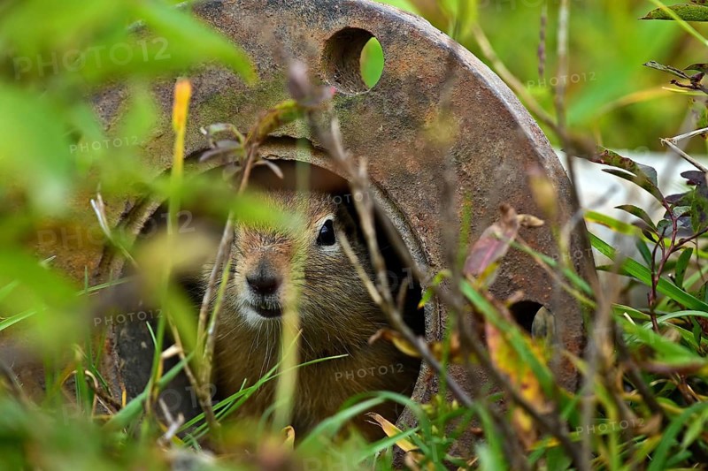 Arctic ground squirrel (Spermophilus parryii) hides in a tube and looks curiously into the camera, Alaska