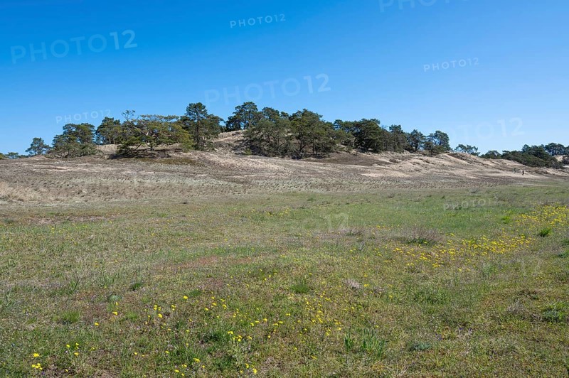 Inland dunes, Elbe dunes near Klein Schmölen with dry sandy grassland, UNESCO Biosphere Reserve Elbe River Landscape-Mecklenburg-Western Pomerania, Mecklenburg-Western Pomerania, Germany, Europe