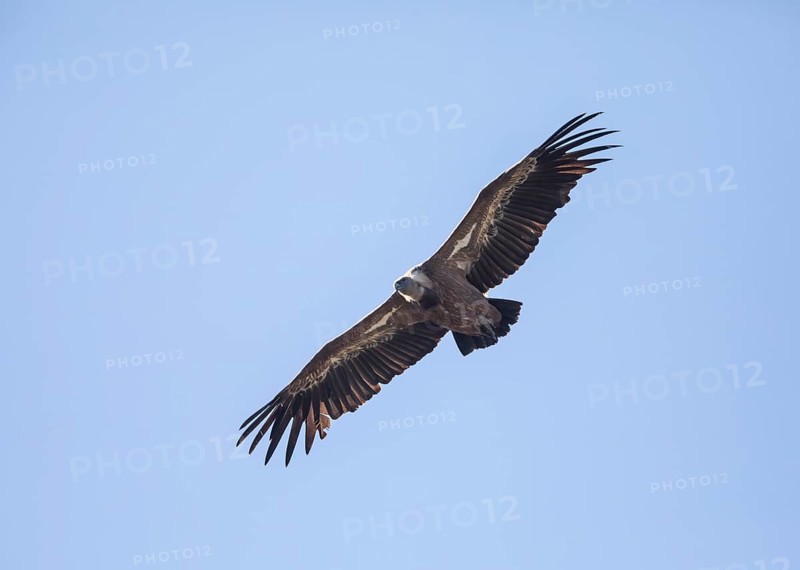 Griffon vulture (Gyps fulvus), Monfragüe National Park, Extremadura, Castilla La Mancha, Spain, Europe