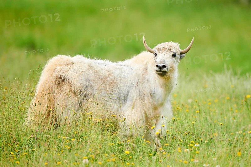 Wild yak (Bos mutus) standing on a meadow, tirol, Kitzbühel, Wildpark Aurach, Austria, Europe