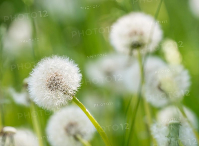 Dandelions with blurred green background, common dandelion (Taraxacum ruderalia) on a green meadow, seed head with seeds on flying umbrella (Pappus), umbrella flyer, macro shot, close-up, soft focus on the seeds, spring, spring, summer, Allertal, Lower Saxony, Germany, Europe