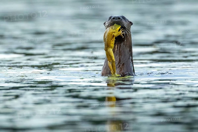 North american river otter (Lontra canadensis) eating a bull frog (Lithobates catesbeianus) . La Mauricie national park. Province of Quebec. Canada
