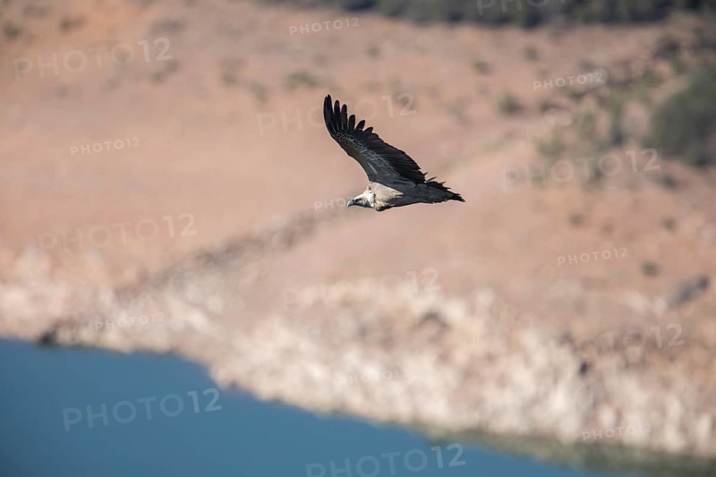 Griffon vulture (Gyps fulvus), Monfragüe National Park, Extremadura, Castilla La Mancha, Spain, Europe