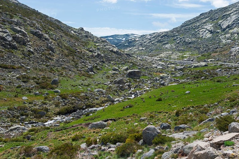 Mountain landscape with a river flowing through a rocky, green valley, surrounded by mountains under a blue sky, herd of Iberian ibex, Garganta de Prado Puerte, Prado Puerte Gorge, Reserva national de Gredos, Sierra de Gredos, Ávila, Avila, Madrid, Spain, Europe