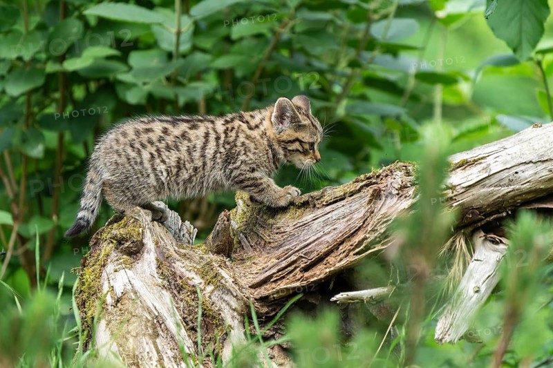 A kitten balancing carefully on a moss-covered tree trunk in a green forest, wildcat (Felis silvestris), kittens, Germany, Europe