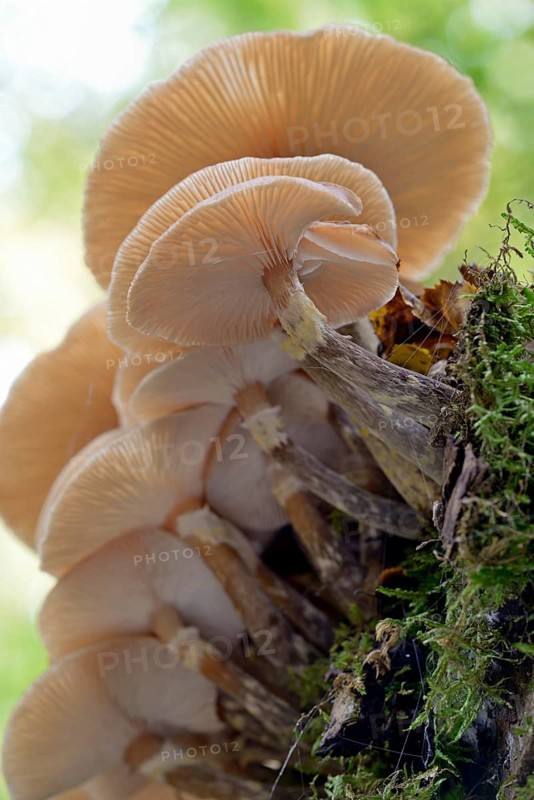 Lamellar fungi growing on a mossy deadwood, Dortebach valley, Moselle, Rhineland-Palatinate, Germany, Europe