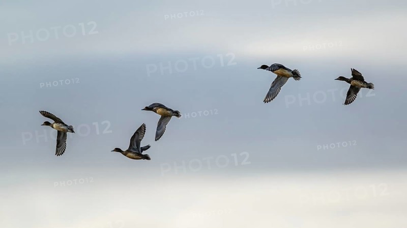 Eurasian Wigeon, Mareca penelope, birds in flight over marshes at winter