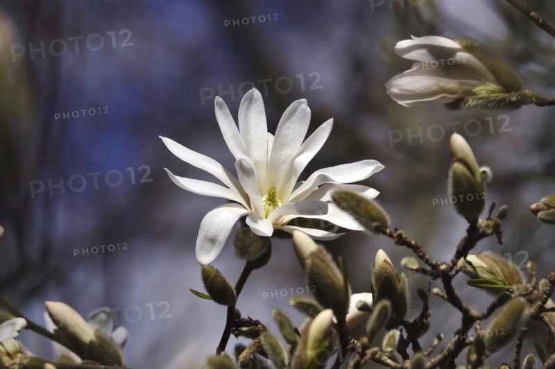 Beautiful blossom of the star magnolia, March, Germany, Europe