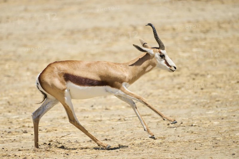 Springbok (Antidorcas marsupialis), running through the dessert, captive, distribution Africa