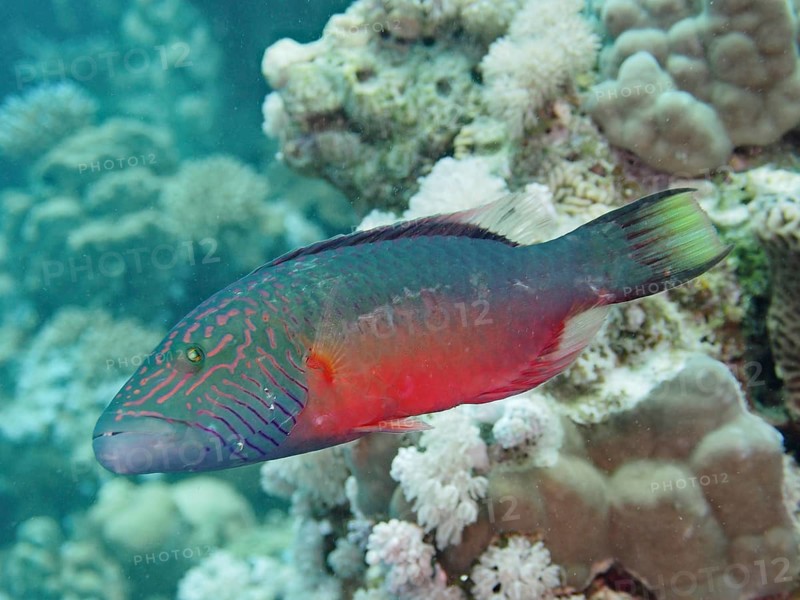 Cheek stripe wrasse (Oxycheilinus diagrammus), wrasse, dive site House Reef, Mangrove Bay, El Quesir, Red Sea, Egypt, Africa