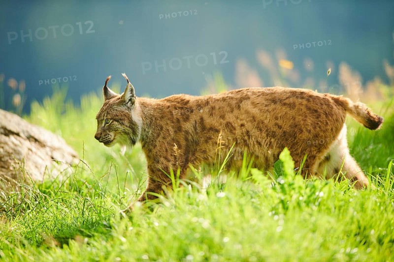 Eurasian lynx (Lynx lynx) walking through the grass, Wildpark Aurach, Kitzbühl, Tirol, Austria, Europe