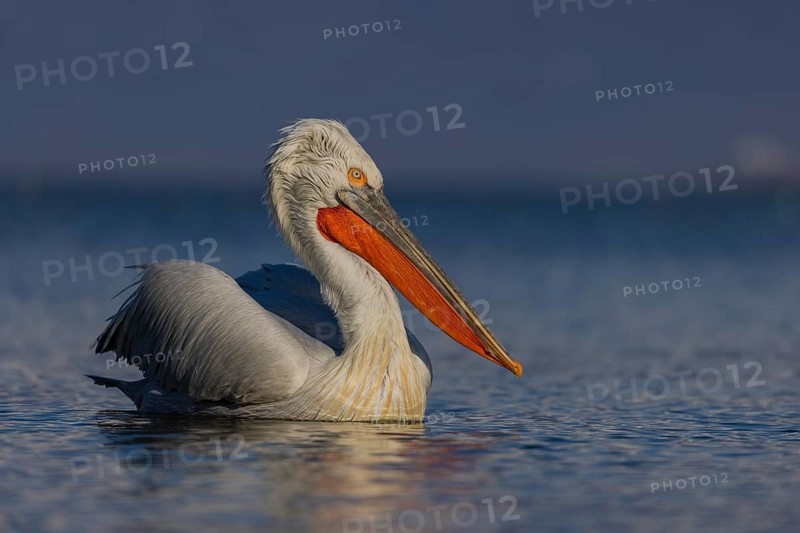 Dalmatian Pelican (Pelecanus crispus), swimming, orange throat pouch, Lake Kerkini, Greece, Europe