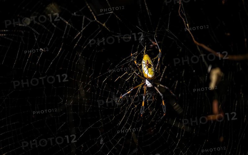 Night shot, Golden silk spider (Trichonephila clavipes) spider web, Tortuguero National Park, Costa Rica, Central America